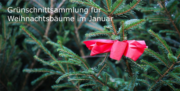 Entsorgung von Grünschnitt Weihnachtsbäume Geilenkirchen