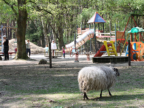 Spielplatz Wildpark Gangelt