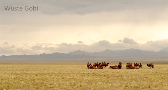 Rennmaus Wüste Gobi Mongolei