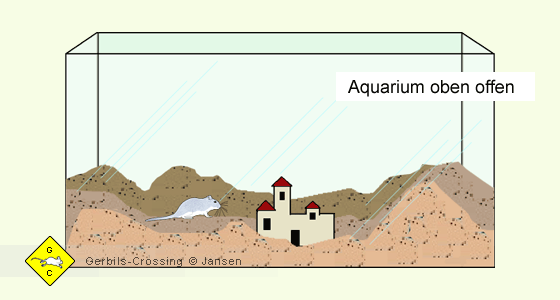 Rennmaus Aquarium