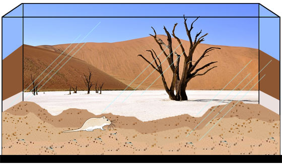 Terrarium Hintergrundbild Thema Wüste Rennmaus Basteltipps Themenwelt